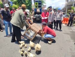 Peternak Ayam Broiler Lamongan Gugat Regulasi dan Sidak Tanpa Surat Tugas